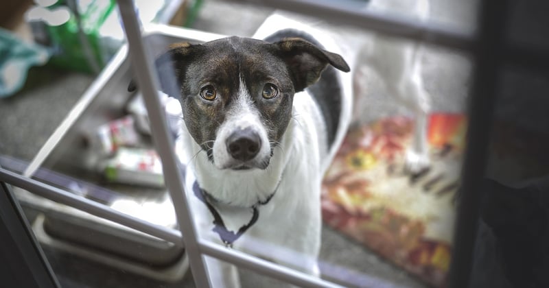 Poser une porte pour chien dans un mur en parpaing : le guide pas à pas