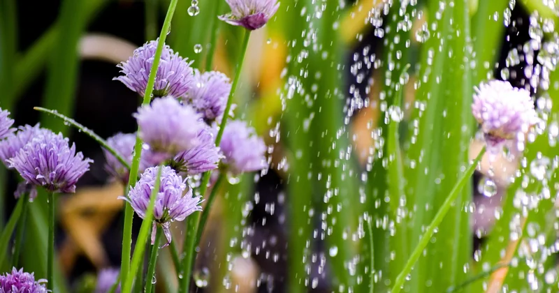 Comment entretenir une plante en faible luminosité ?