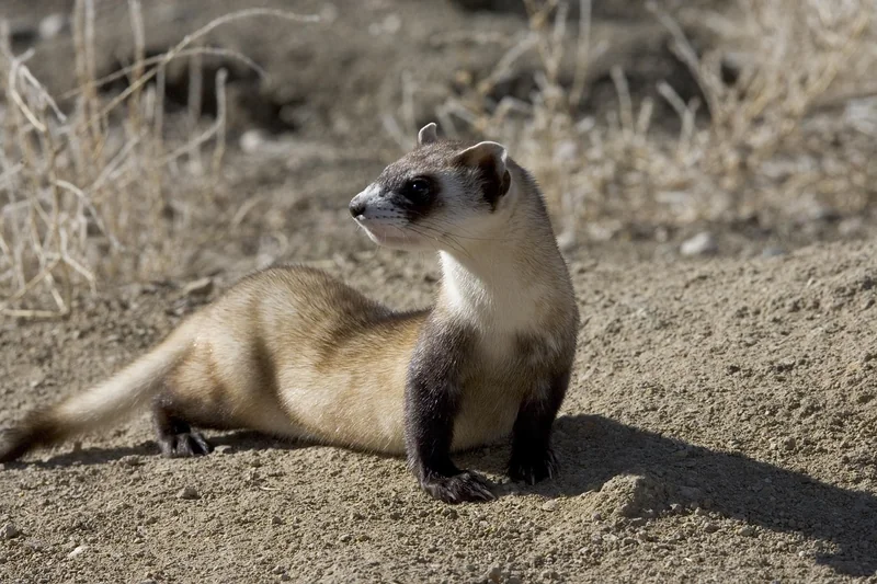 Étape 3 : La ventouse et le furet – approche mécanique